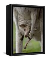 Eastern Grey Kangaroo, (Macropus Giganteus), Anglesea, Great Ocean Road, Victoria, Australia-Thorsten Milse-Framed Stretched Canvas