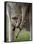 Eastern Grey Kangaroo, (Macropus Giganteus), Anglesea, Great Ocean Road, Victoria, Australia-Thorsten Milse-Framed Stretched Canvas