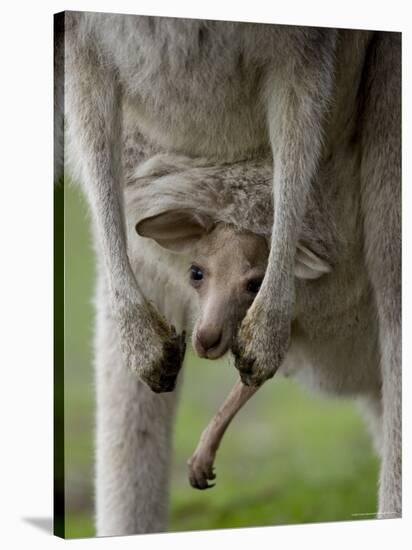 Eastern Grey Kangaroo, (Macropus Giganteus), Anglesea, Great Ocean Road, Victoria, Australia-Thorsten Milse-Stretched Canvas