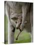 Eastern Grey Kangaroo, (Macropus Giganteus), Anglesea, Great Ocean Road, Victoria, Australia-Thorsten Milse-Stretched Canvas