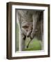 Eastern Grey Kangaroo, (Macropus Giganteus), Anglesea, Great Ocean Road, Victoria, Australia-Thorsten Milse-Framed Premium Photographic Print