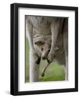 Eastern Grey Kangaroo, (Macropus Giganteus), Anglesea, Great Ocean Road, Victoria, Australia-Thorsten Milse-Framed Premium Photographic Print