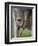 Eastern Grey Kangaroo, (Macropus Giganteus), Anglesea, Great Ocean Road, Victoria, Australia-Thorsten Milse-Framed Premium Photographic Print