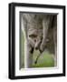 Eastern Grey Kangaroo, (Macropus Giganteus), Anglesea, Great Ocean Road, Victoria, Australia-Thorsten Milse-Framed Premium Photographic Print