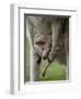 Eastern Grey Kangaroo, (Macropus Giganteus), Anglesea, Great Ocean Road, Victoria, Australia-Thorsten Milse-Framed Premium Photographic Print