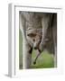 Eastern Grey Kangaroo, (Macropus Giganteus), Anglesea, Great Ocean Road, Victoria, Australia-Thorsten Milse-Framed Photographic Print