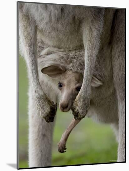 Eastern Grey Kangaroo, (Macropus Giganteus), Anglesea, Great Ocean Road, Victoria, Australia-Thorsten Milse-Mounted Photographic Print