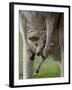 Eastern Grey Kangaroo, (Macropus Giganteus), Anglesea, Great Ocean Road, Victoria, Australia-Thorsten Milse-Framed Photographic Print