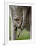 Eastern Grey Kangaroo, (Macropus Giganteus), Anglesea, Great Ocean Road, Victoria, Australia-Thorsten Milse-Framed Photographic Print