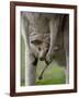 Eastern Grey Kangaroo, (Macropus Giganteus), Anglesea, Great Ocean Road, Victoria, Australia-Thorsten Milse-Framed Photographic Print