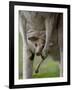 Eastern Grey Kangaroo, (Macropus Giganteus), Anglesea, Great Ocean Road, Victoria, Australia-Thorsten Milse-Framed Photographic Print