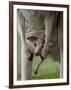 Eastern Grey Kangaroo, (Macropus Giganteus), Anglesea, Great Ocean Road, Victoria, Australia-Thorsten Milse-Framed Photographic Print