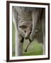 Eastern Grey Kangaroo, (Macropus Giganteus), Anglesea, Great Ocean Road, Victoria, Australia-Thorsten Milse-Framed Photographic Print