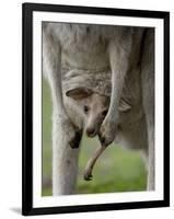 Eastern Grey Kangaroo, (Macropus Giganteus), Anglesea, Great Ocean Road, Victoria, Australia-Thorsten Milse-Framed Photographic Print