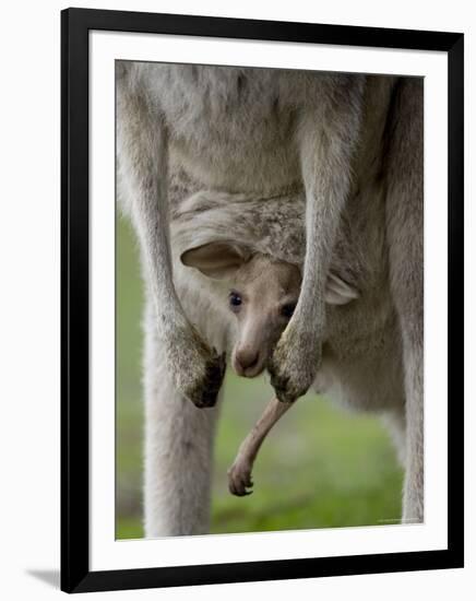 Eastern Grey Kangaroo, (Macropus Giganteus), Anglesea, Great Ocean Road, Victoria, Australia-Thorsten Milse-Framed Photographic Print