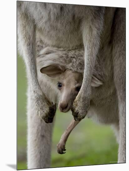 Eastern Grey Kangaroo, (Macropus Giganteus), Anglesea, Great Ocean Road, Victoria, Australia-Thorsten Milse-Mounted Photographic Print