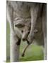 Eastern Grey Kangaroo, (Macropus Giganteus), Anglesea, Great Ocean Road, Victoria, Australia-Thorsten Milse-Mounted Photographic Print