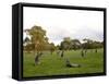 Eastern Grey Kangaroo, (Macropus Giganteus), Anglesea, Great Ocean Road, Victoria, Australia-Thorsten Milse-Framed Stretched Canvas