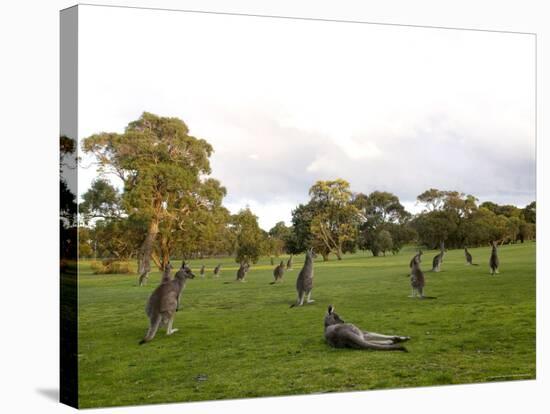 Eastern Grey Kangaroo, (Macropus Giganteus), Anglesea, Great Ocean Road, Victoria, Australia-Thorsten Milse-Stretched Canvas