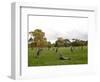 Eastern Grey Kangaroo, (Macropus Giganteus), Anglesea, Great Ocean Road, Victoria, Australia-Thorsten Milse-Framed Photographic Print