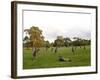 Eastern Grey Kangaroo, (Macropus Giganteus), Anglesea, Great Ocean Road, Victoria, Australia-Thorsten Milse-Framed Photographic Print