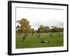 Eastern Grey Kangaroo, (Macropus Giganteus), Anglesea, Great Ocean Road, Victoria, Australia-Thorsten Milse-Framed Photographic Print