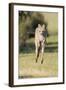 Eastern Grey Kangaroo (Macropus Giganteus) Bounding-Dave Watts-Framed Photographic Print