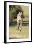 Eastern Grey Kangaroo (Macropus Giganteus) Bounding-Dave Watts-Framed Photographic Print