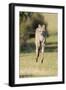 Eastern Grey Kangaroo (Macropus Giganteus) Bounding-Dave Watts-Framed Photographic Print