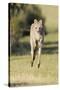 Eastern Grey Kangaroo (Macropus Giganteus) Bounding-Dave Watts-Stretched Canvas