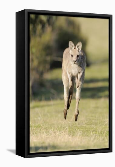 Eastern Grey Kangaroo (Macropus Giganteus) Bounding-Dave Watts-Framed Stretched Canvas