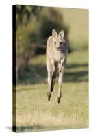 Eastern Grey Kangaroo (Macropus Giganteus) Bounding-Dave Watts-Stretched Canvas