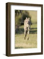 Eastern Grey Kangaroo (Macropus Giganteus) Bounding-Dave Watts-Framed Photographic Print