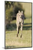 Eastern Grey Kangaroo (Macropus Giganteus) Bounding-Dave Watts-Mounted Photographic Print