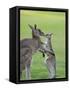 Eastern Grey Kangaroo, (Macropus Giganteus), Great Ocean Road, Anglesea, Victoria, Australia-Thorsten Milse-Framed Stretched Canvas