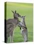 Eastern Grey Kangaroo, (Macropus Giganteus), Great Ocean Road, Anglesea, Victoria, Australia-Thorsten Milse-Stretched Canvas