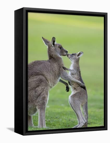 Eastern Grey Kangaroo, (Macropus Giganteus), Great Ocean Road, Anglesea, Victoria, Australia-Thorsten Milse-Framed Stretched Canvas