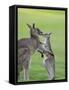 Eastern Grey Kangaroo, (Macropus Giganteus), Great Ocean Road, Anglesea, Victoria, Australia-Thorsten Milse-Framed Stretched Canvas