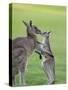 Eastern Grey Kangaroo, (Macropus Giganteus), Great Ocean Road, Anglesea, Victoria, Australia-Thorsten Milse-Stretched Canvas