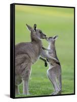 Eastern Grey Kangaroo, (Macropus Giganteus), Great Ocean Road, Anglesea, Victoria, Australia-Thorsten Milse-Framed Stretched Canvas