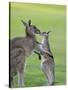 Eastern Grey Kangaroo, (Macropus Giganteus), Great Ocean Road, Anglesea, Victoria, Australia-Thorsten Milse-Stretched Canvas