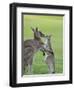 Eastern Grey Kangaroo, (Macropus Giganteus), Great Ocean Road, Anglesea, Victoria, Australia-Thorsten Milse-Framed Photographic Print