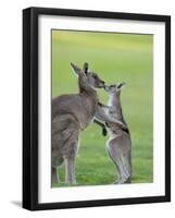 Eastern Grey Kangaroo, (Macropus Giganteus), Great Ocean Road, Anglesea, Victoria, Australia-Thorsten Milse-Framed Photographic Print