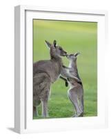 Eastern Grey Kangaroo, (Macropus Giganteus), Great Ocean Road, Anglesea, Victoria, Australia-Thorsten Milse-Framed Photographic Print