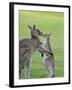 Eastern Grey Kangaroo, (Macropus Giganteus), Great Ocean Road, Anglesea, Victoria, Australia-Thorsten Milse-Framed Photographic Print