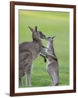 Eastern Grey Kangaroo, (Macropus Giganteus), Great Ocean Road, Anglesea, Victoria, Australia-Thorsten Milse-Framed Photographic Print