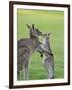 Eastern Grey Kangaroo, (Macropus Giganteus), Great Ocean Road, Anglesea, Victoria, Australia-Thorsten Milse-Framed Photographic Print