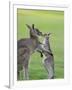 Eastern Grey Kangaroo, (Macropus Giganteus), Great Ocean Road, Anglesea, Victoria, Australia-Thorsten Milse-Framed Photographic Print