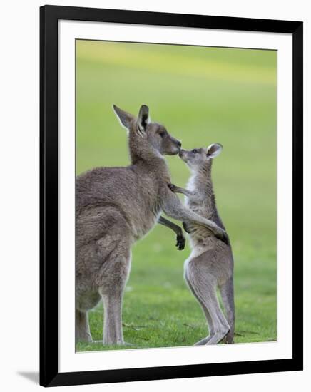 Eastern Grey Kangaroo, (Macropus Giganteus), Great Ocean Road, Anglesea, Victoria, Australia-Thorsten Milse-Framed Photographic Print