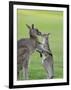 Eastern Grey Kangaroo, (Macropus Giganteus), Great Ocean Road, Anglesea, Victoria, Australia-Thorsten Milse-Framed Photographic Print